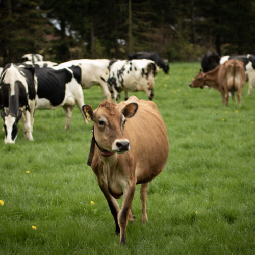 Barley, a Jersey cow, and some of her herdmates on pasture last spring at Steensma Dairy & Creamery.