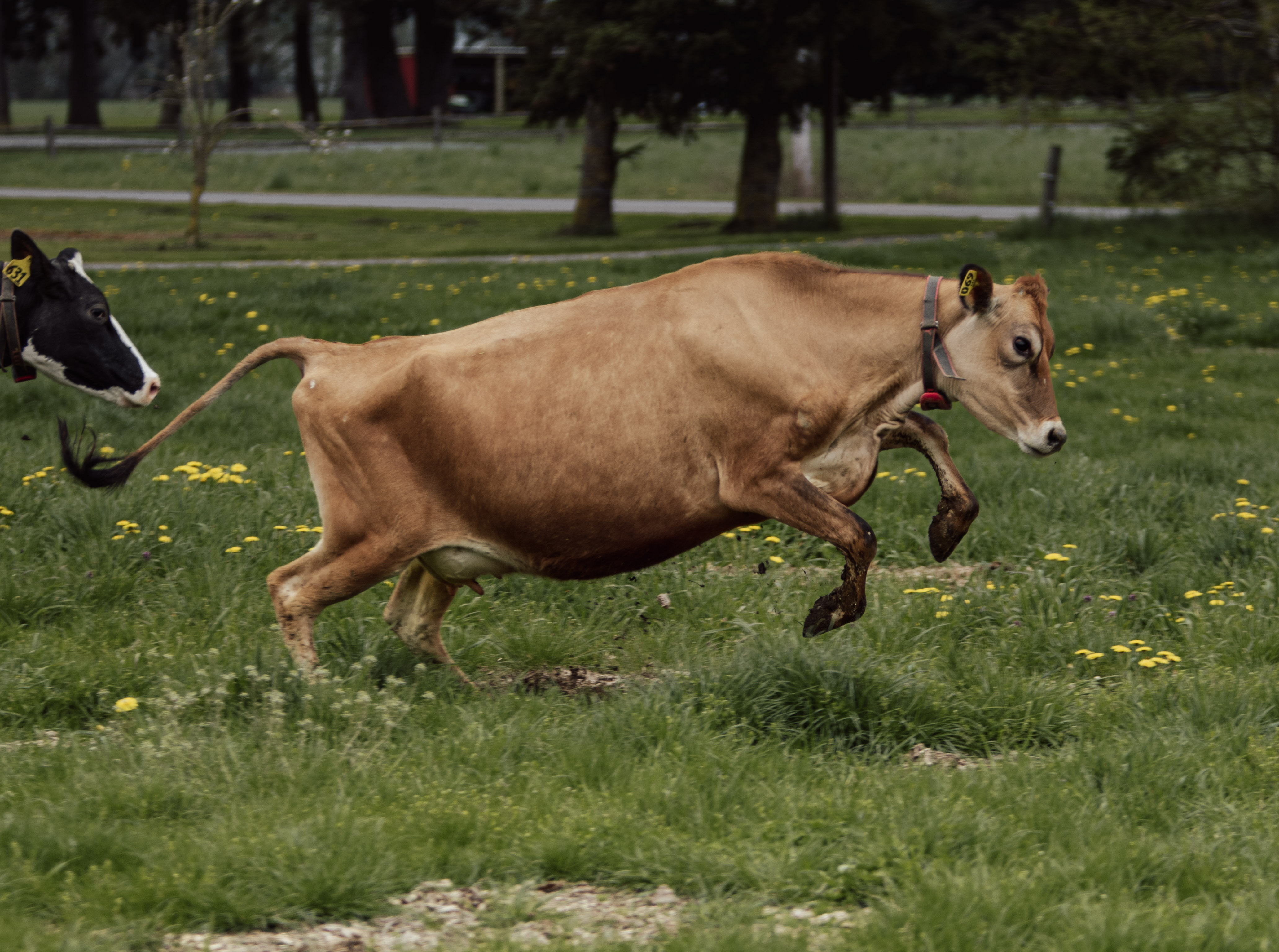 Barley, a Jersey cow, celebrating the first day on pasture last spring at Steensma Dairy & Creamery outside of Lynden, Washington.