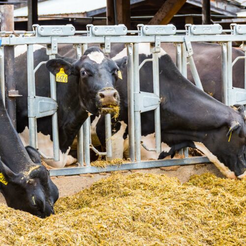 Northwest dairy cattle eat rations out of a feed bunk.