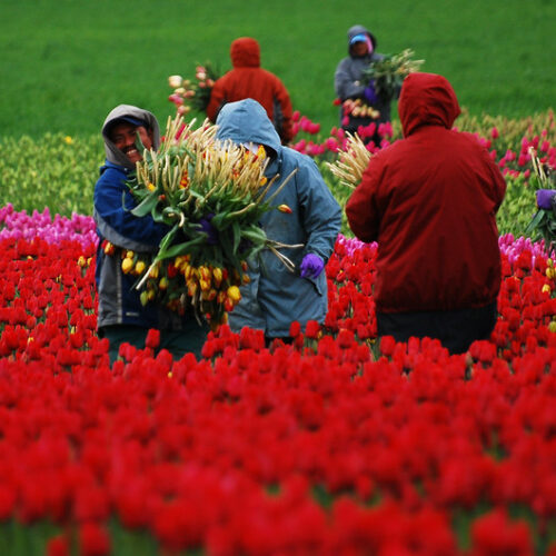 Farmworkers in the Skagit Valley tulip fields. (Credit: Brad Smith / Flickr)
