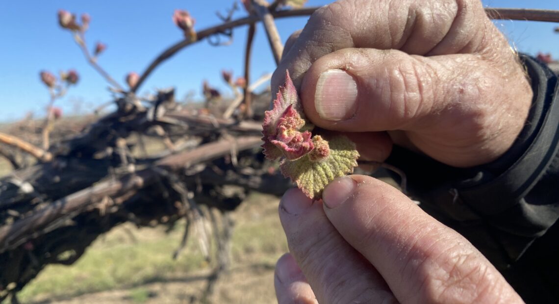 Jim Willard shows “bud break” on an old block of concord grapes eight miles north of Prosser, Washington. The baby leaves and buds start pushing out to become grown vines and grapes.