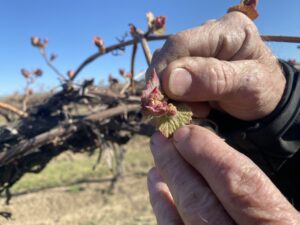 Jim Willard shows “bud break” on an old block of concord grapes eight miles north of Prosser, Washington. The baby leaves and buds start pushing out to become grown vines and grapes.
