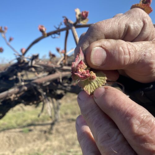 Jim Willard shows “bud break” on an old block of concord grapes eight miles north of Prosser, Washington. The baby leaves and buds start pushing out to become grown vines and grapes.