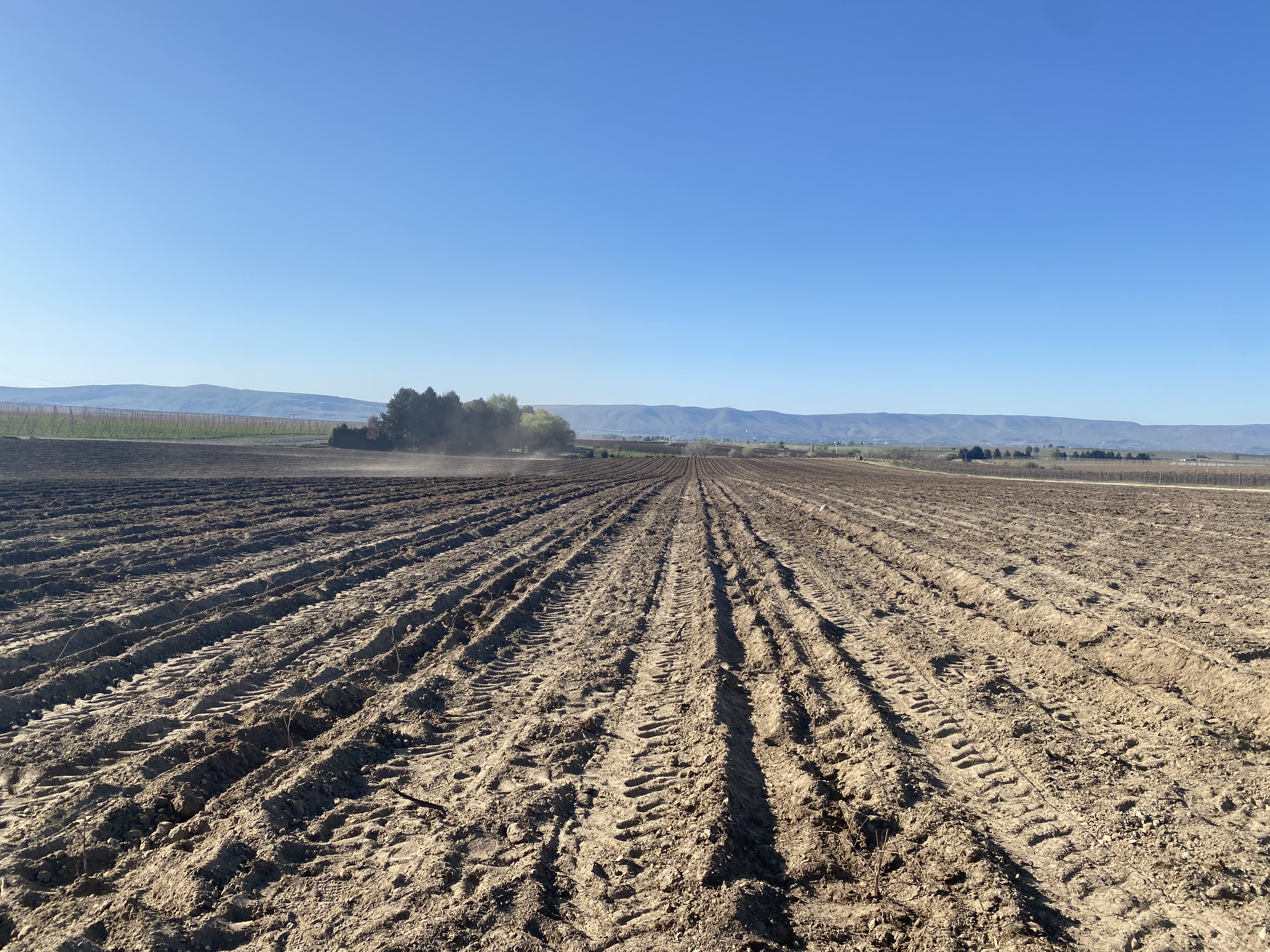 A dust devil rolls through an open expanse in late April on Jim Willard’s farm north of Prosser, Washington. This is where nearly 40-year-old pinot noir used to be rooted but Willard pushed it out because there is not enough irrigation water this year and it wasn’t as productive as some of his other crops. 