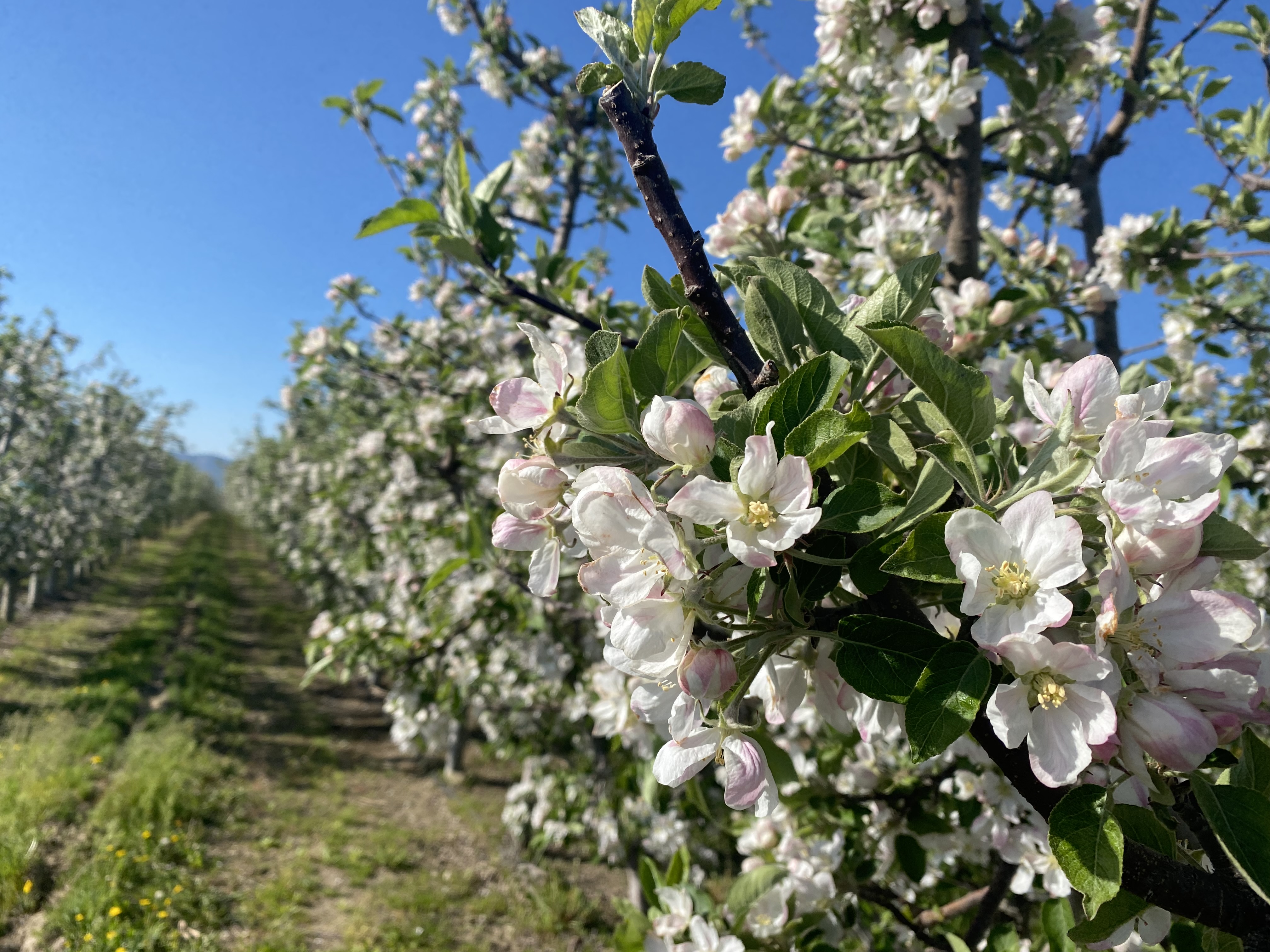 Red Delicious apples bloom in the strong sun of late April as bees work to pollinate them on Jim Willard’s farm eight miles north of Prosser, Washington. 