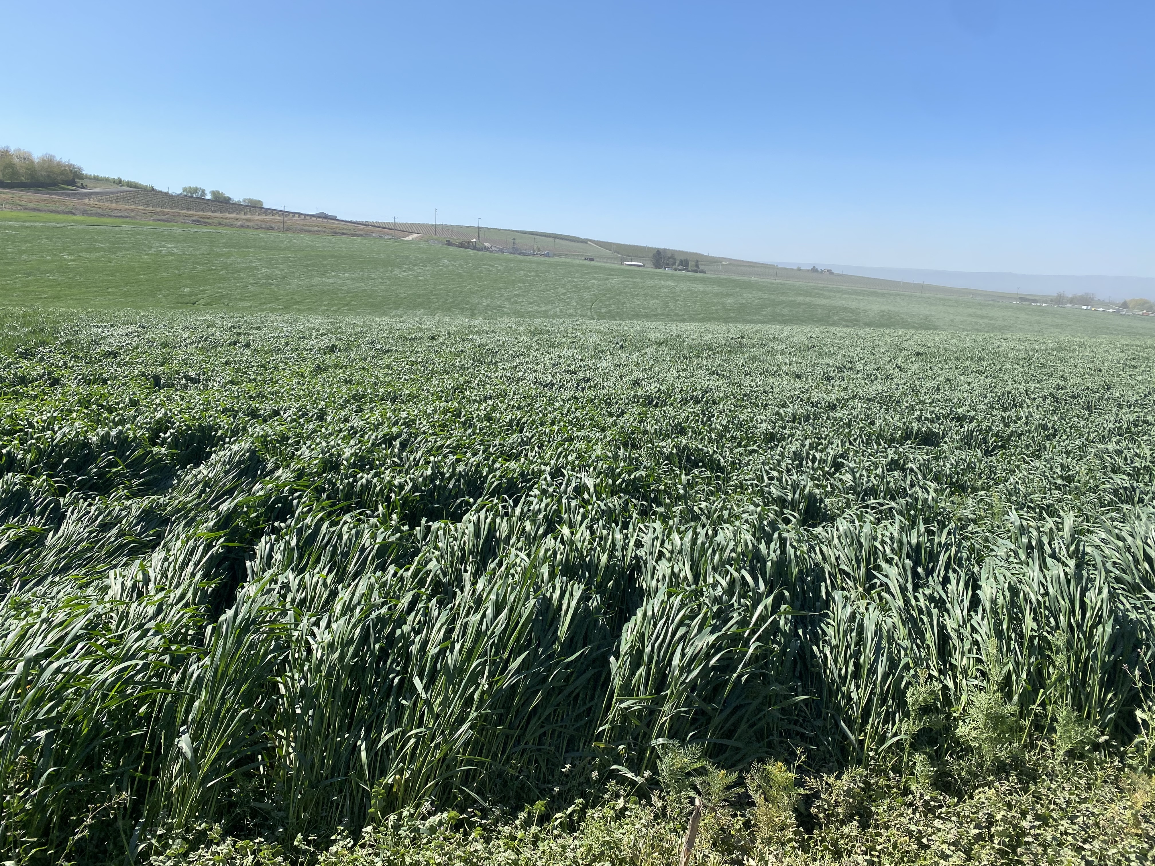 In April, a sea of triticale, a crop that will feed cattle, undulates in the wind on Jason Sheehan’s farm east of Sunnyside, Washington. 
