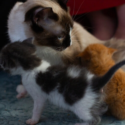 A mother cat looks at her kittens.