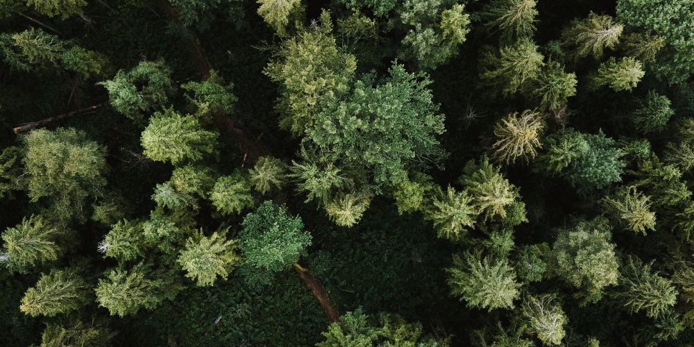 A top down image of a forest.